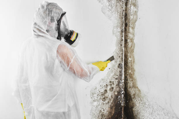 Best Industrial Mold Remediation in Lake Waynoka, OH