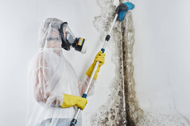 Best Residential Mold Remediation in Lake Waynoka, OH