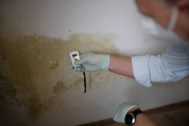 Best Residential Mold Remediation in Lake Waynoka, OH