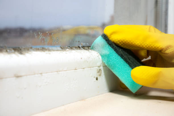 Best Bathroom Mold Remediation in Lake Waynoka, OH