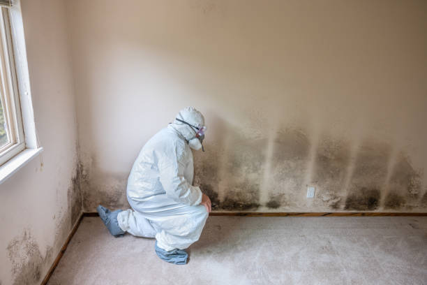 Best Black Mold Remediation in Lake Waynoka, OH