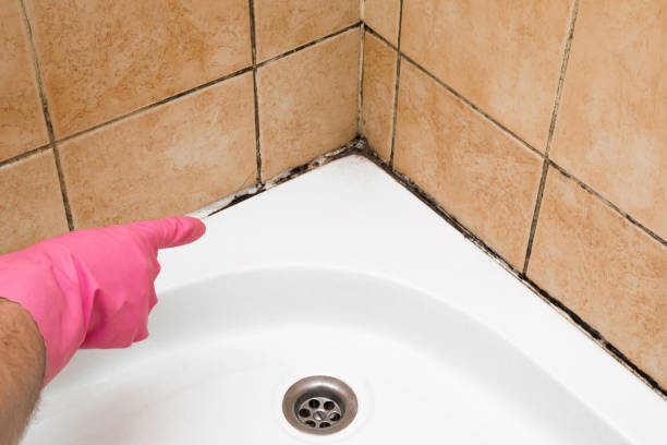 Best DIY Mold Remediation Support Services in Lake Waynoka, OH